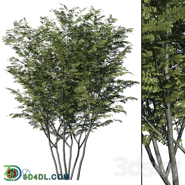 Honey locust