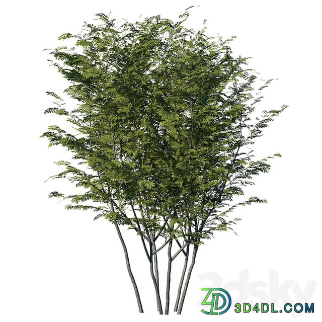 Honey locust