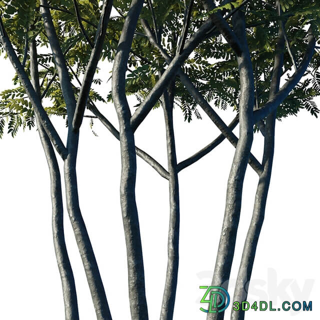 Honey locust