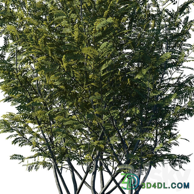Honey locust
