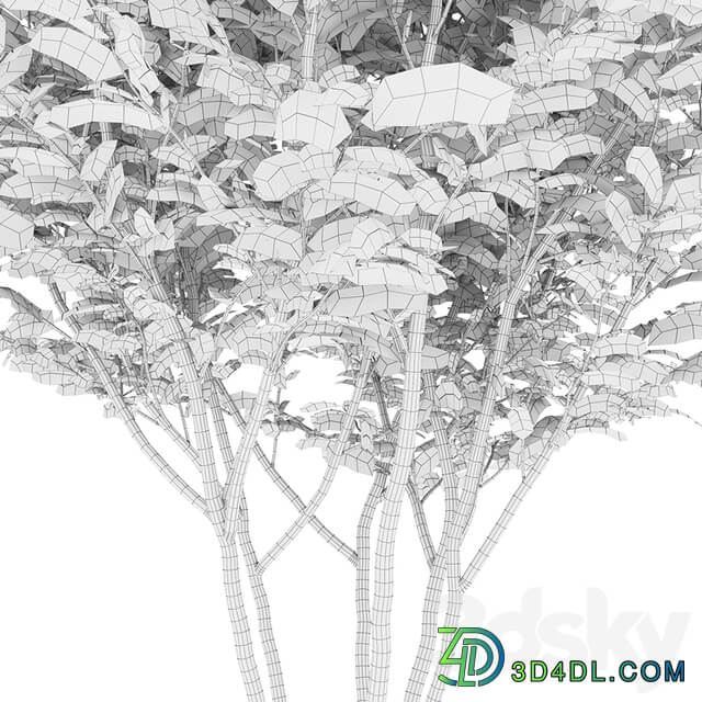 Honey locust
