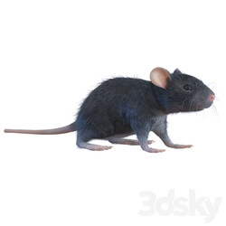 Rat 