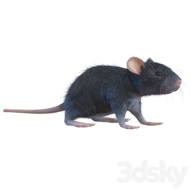 Rat