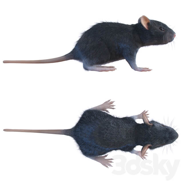 Rat