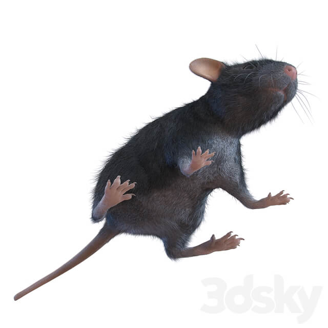 Rat