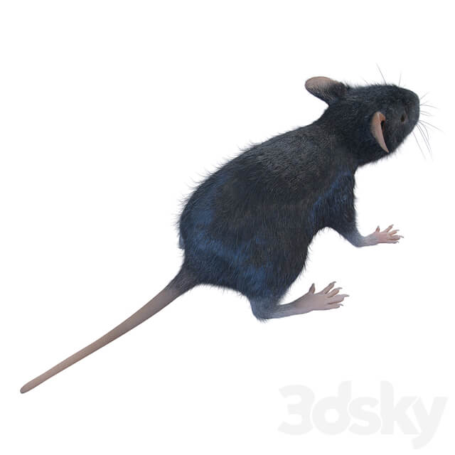 Rat