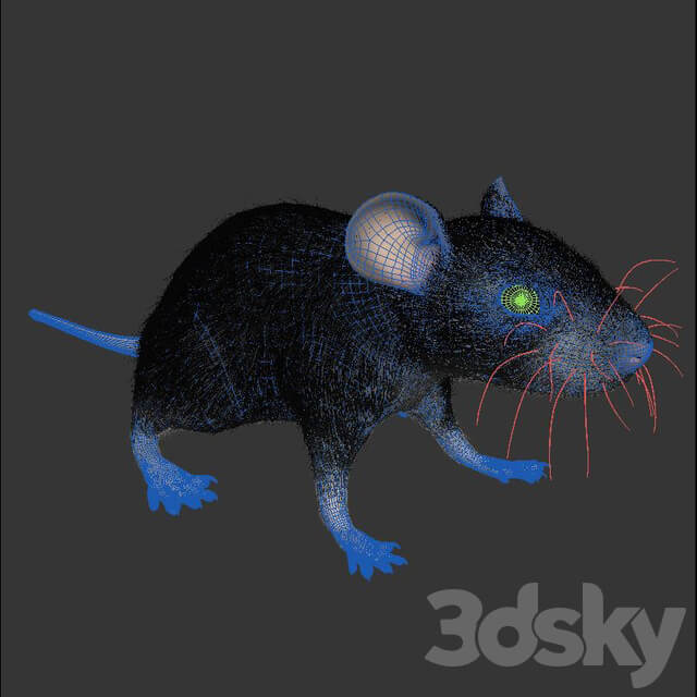 Rat