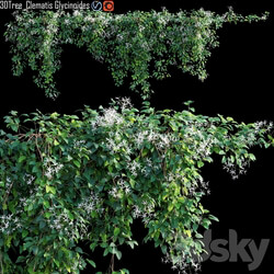 Creeper Clematis Glycinoides 01 