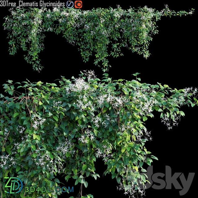 Creeper Clematis Glycinoides 01