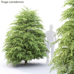 Tsuga Canadian Tsuga canadensis 1 