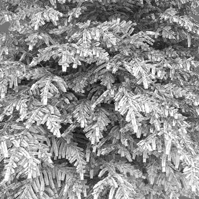 Tsuga Canadian Tsuga canadensis 1
