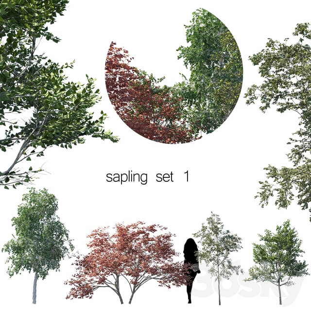 sapling set 1