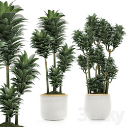 Plant Collection 533. 3D Models 