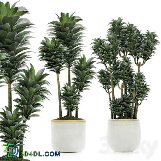 Plant Collection 533. 3D Models