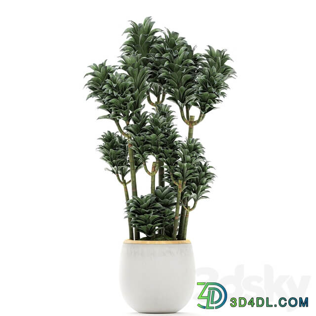 Plant Collection 533. 3D Models