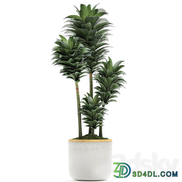 Plant Collection 533. 3D Models
