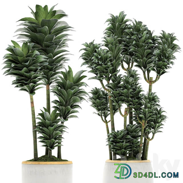 Plant Collection 533. 3D Models