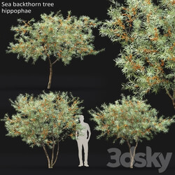 Sea Buckthorn Hippophae 1 