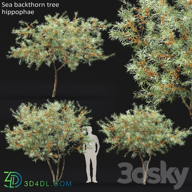 Sea Buckthorn Hippophae 1