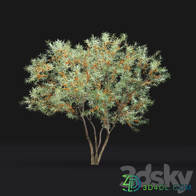 Sea Buckthorn Hippophae 1