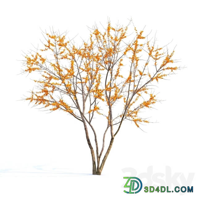 Sea Buckthorn Hippophae 1