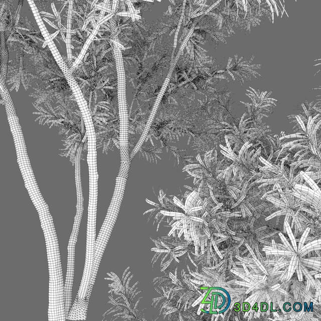 Sea Buckthorn Hippophae 1