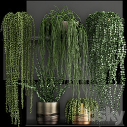 Vertical gardening. 61 Rawley s ragwort Dyschidia Succulents climbing plants black shelf loft houseplants hanging hanging Senecio rowleyanus Pearls succulent Fitowall 3D Models 