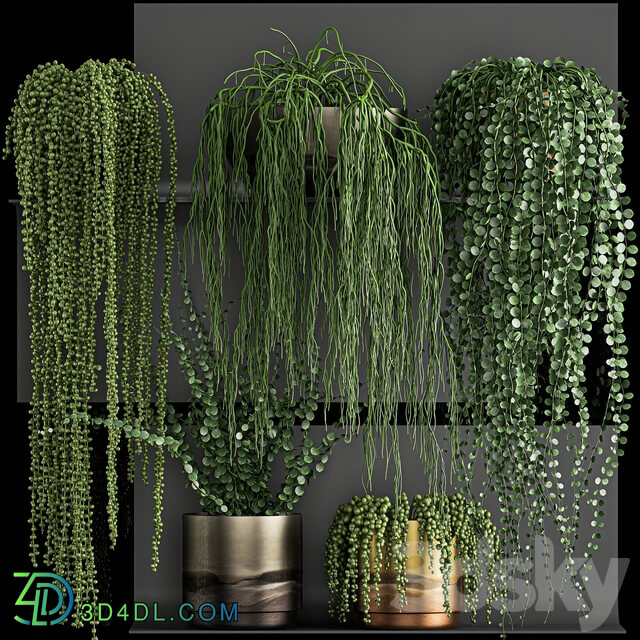 Vertical gardening. 61 Rawley s ragwort Dyschidia Succulents climbing plants black shelf loft houseplants hanging hanging Senecio rowleyanus Pearls succulent Fitowall 3D Models