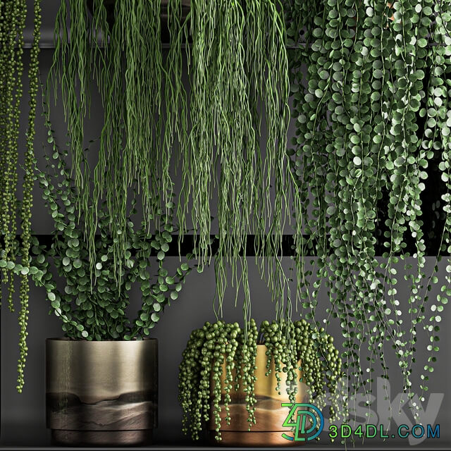 Vertical gardening. 61 Rawley s ragwort Dyschidia Succulents climbing plants black shelf loft houseplants hanging hanging Senecio rowleyanus Pearls succulent Fitowall 3D Models