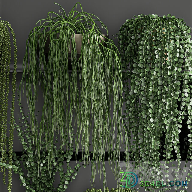 Vertical gardening. 61 Rawley s ragwort Dyschidia Succulents climbing plants black shelf loft houseplants hanging hanging Senecio rowleyanus Pearls succulent Fitowall 3D Models