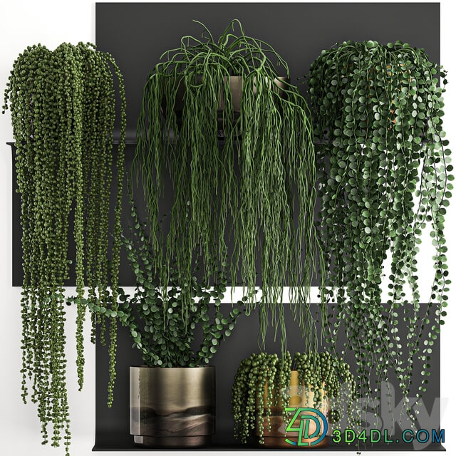 Vertical gardening. 61 Rawley s ragwort Dyschidia Succulents climbing plants black shelf loft houseplants hanging hanging Senecio rowleyanus Pearls succulent Fitowall 3D Models