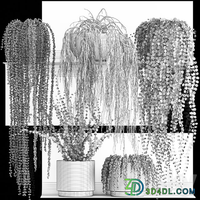 Vertical gardening. 61 Rawley s ragwort Dyschidia Succulents climbing plants black shelf loft houseplants hanging hanging Senecio rowleyanus Pearls succulent Fitowall 3D Models