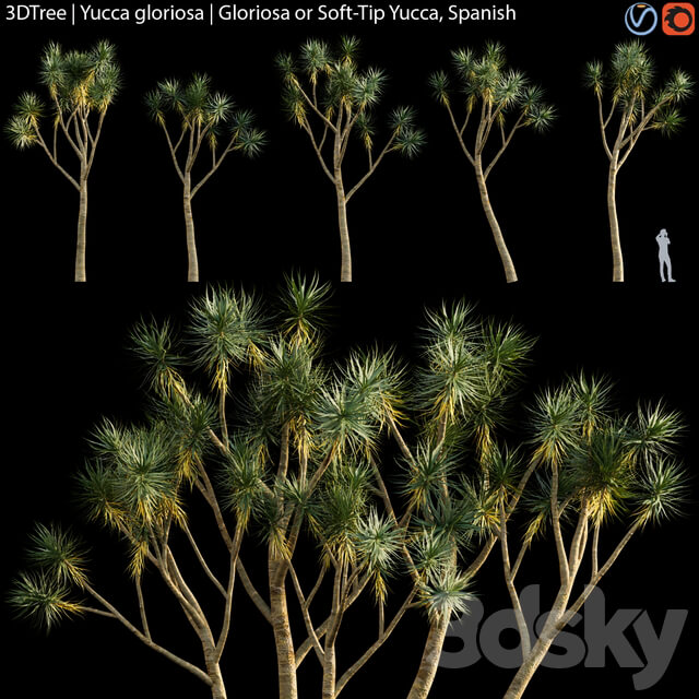 Yucca gloriosa Gloriosa or Soft Tip Yucca Spanish
