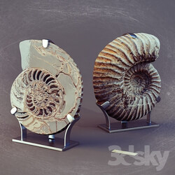 Other decorative objects Ammonites 