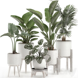 Plant Collection 557. White pots strelitzia banana howea palm monstera alocasia flowerpot indoor plants scandinavian style stand 3D Models 