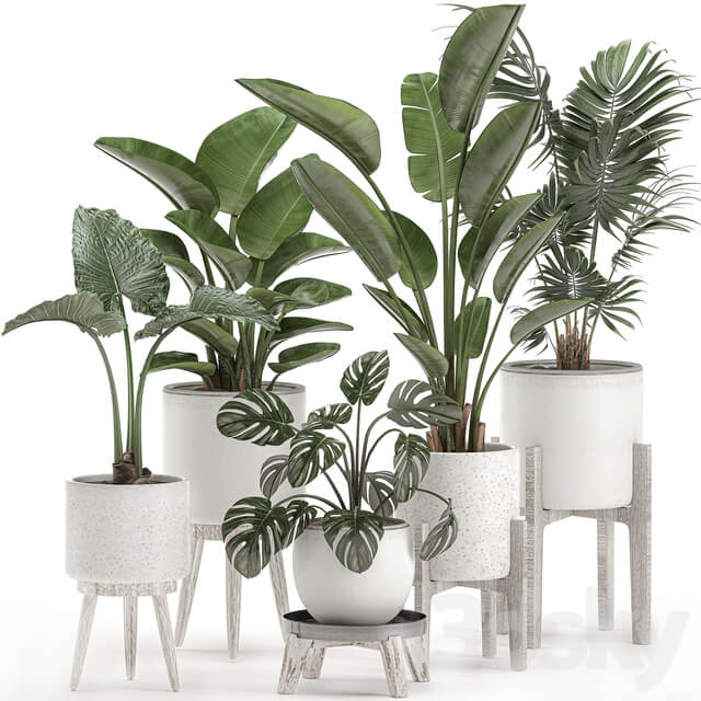 Plant Collection 557. White pots strelitzia banana howea palm monstera alocasia flowerpot indoor plants scandinavian style stand 3D Models