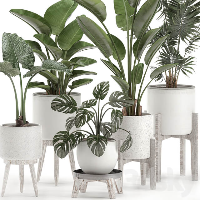 Plant Collection 557. White pots strelitzia banana howea palm monstera alocasia flowerpot indoor plants scandinavian style stand 3D Models