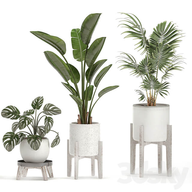 Plant Collection 557. White pots strelitzia banana howea palm monstera alocasia flowerpot indoor plants scandinavian style stand 3D Models