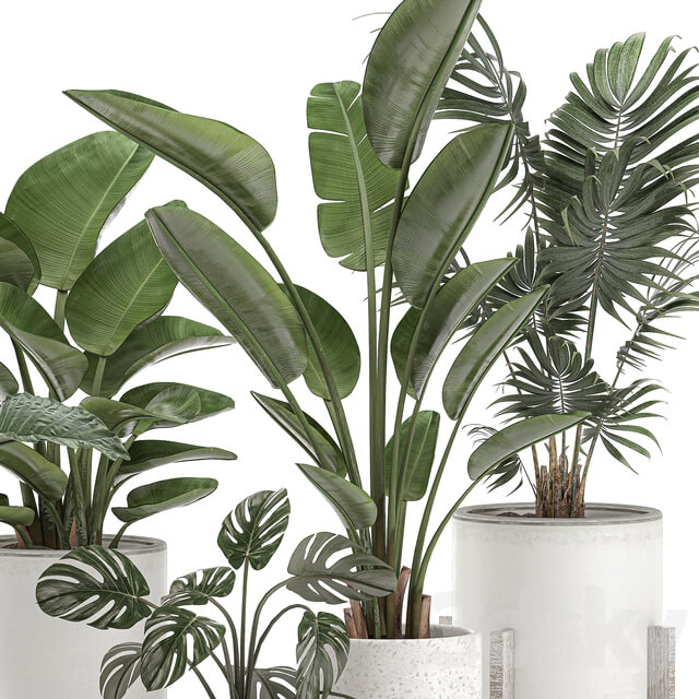Plant Collection 557. White pots strelitzia banana howea palm monstera alocasia flowerpot indoor plants scandinavian style stand 3D Models