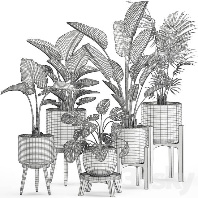 Plant Collection 557. White pots strelitzia banana howea palm monstera alocasia flowerpot indoor plants scandinavian style stand 3D Models