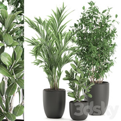 Plant Collection 567. Ficus benjamina palm tree hovea flowerpot interior indoor decorative 3D Models 
