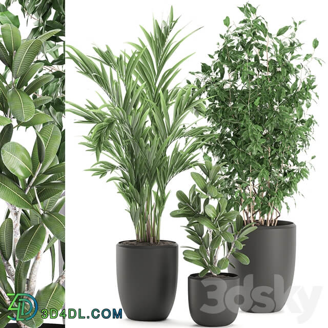 Plant Collection 567. Ficus benjamina palm tree hovea flowerpot interior indoor decorative 3D Models