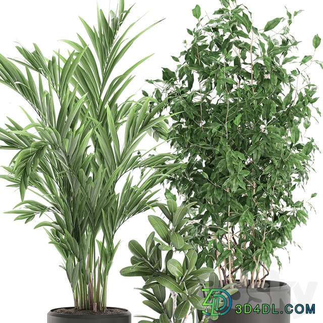 Plant Collection 567. Ficus benjamina palm tree hovea flowerpot interior indoor decorative 3D Models