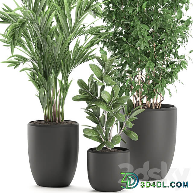 Plant Collection 567. Ficus benjamina palm tree hovea flowerpot interior indoor decorative 3D Models