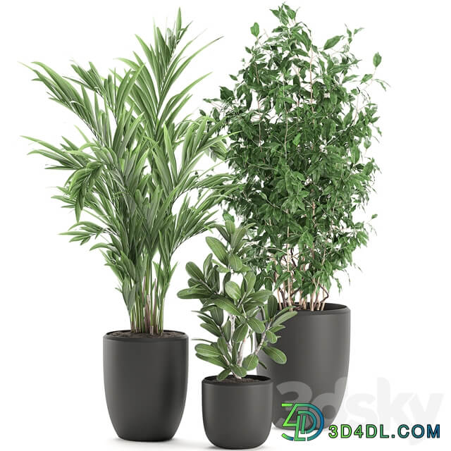Plant Collection 567. Ficus benjamina palm tree hovea flowerpot interior indoor decorative 3D Models