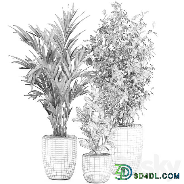 Plant Collection 567. Ficus benjamina palm tree hovea flowerpot interior indoor decorative 3D Models