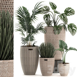 Plant Collection 570. 3D Models 