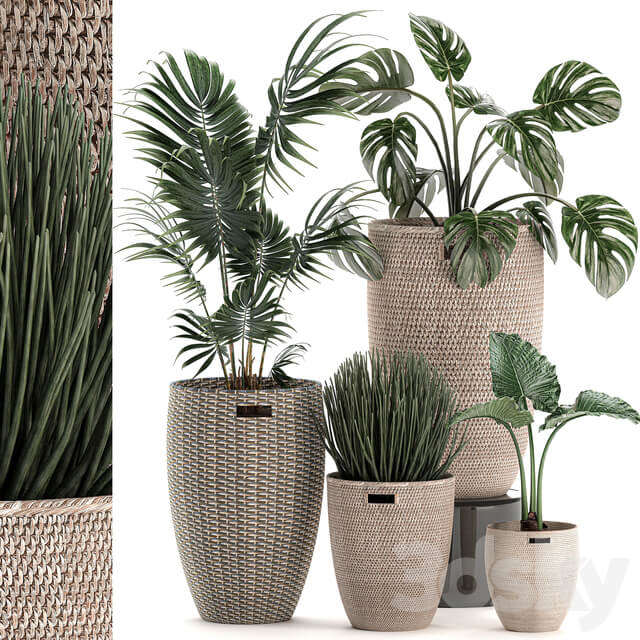 Plant Collection 570. 3D Models