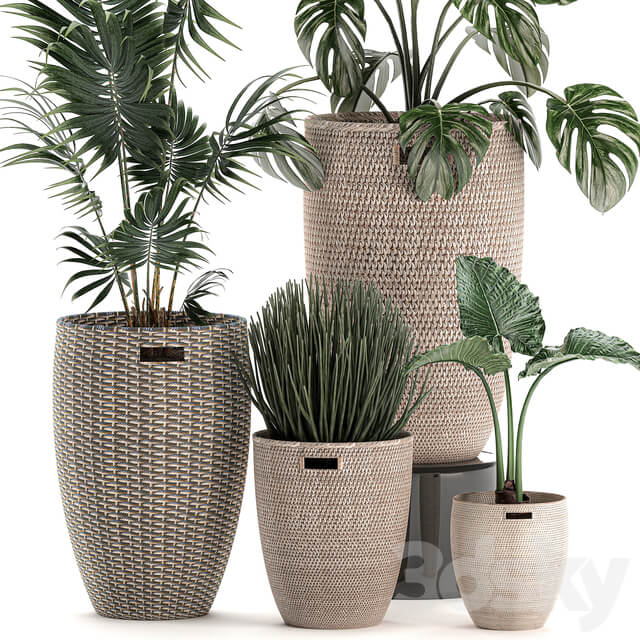 Plant Collection 570. 3D Models