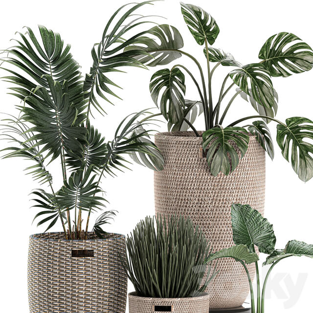 Plant Collection 570. 3D Models